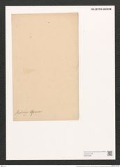 Homoeocladia kotschyi Grun. (de-Toni-Nr.: Genus 48, Species 2191) Zeichnungen Sammlung Grunow (NHMW-BOT-W0372598)